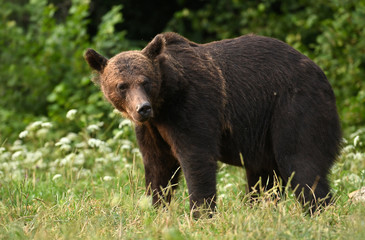 Plakat Wild brown bear (Ursus arctos)