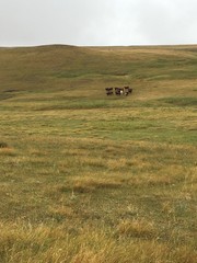 Obraz premium Lone White Cow