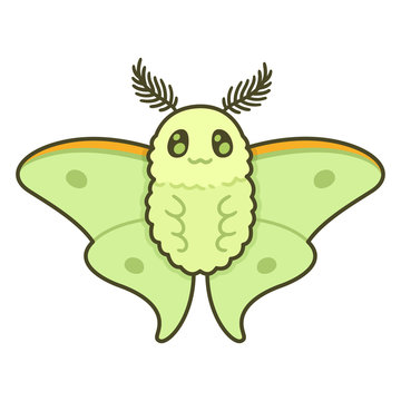 Cute cartoon moth