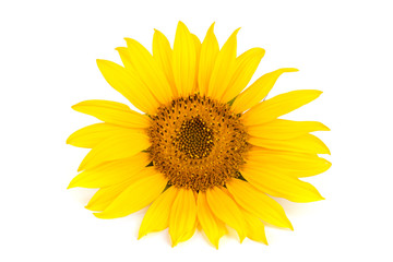 sunflower isolated on white background close-up