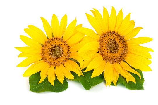 Two sunflowers with leaves isolated on white background