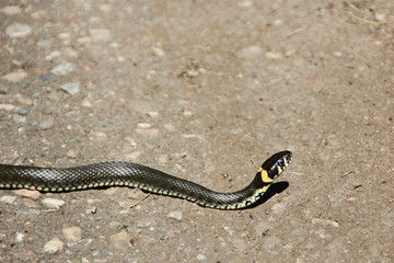 Grass snake on the footpath