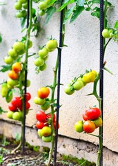 Fototapeta na wymiar Close up of growing tomatoes lean on metal pole in the garden.