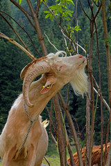 capra che bruca foglie di sambuco