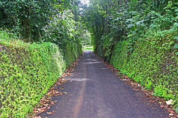 Tranquil and beautiful morning scene of narrow asphalt road through thick vegetation and bounded by grass covered rough stone boundary walls in a rural village in Kerala, India