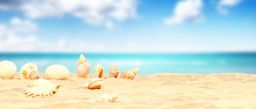 384,478 BEST Seashells IMAGES, STOCK PHOTOS & VECTORS | Adobe Stock