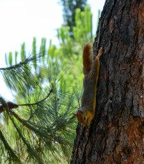 Squirrel on the Pine Tree.