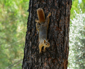 Squirrel on the Pine Tree.