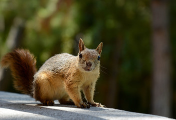 Naklejka na ściany i meble Squirrel eats nuts.