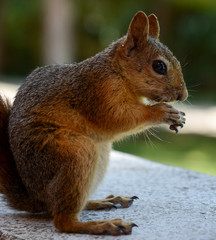 Squirrel eats nuts.