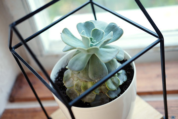Little succulent plant in a white pot