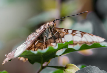 ,Vlindertuin De Passiflorahoeve