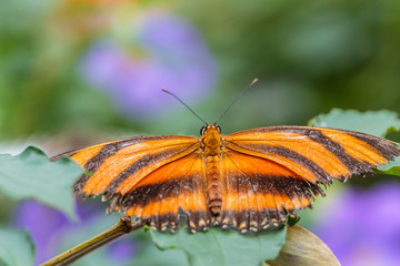 ,Vlindertuin De Passiflorahoeve
