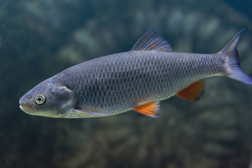 Naklejka premium Squalius cephalus