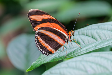 ,Vlindertuin De Passiflorahoeve
