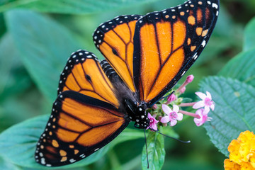 ,Vlindertuin De Passiflorahoeve