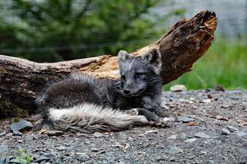 Fototapeta premium Polarfuchs im Sommerfell