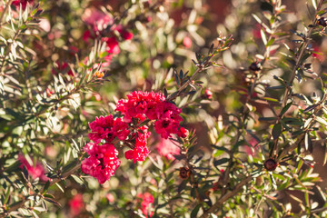 closeup of red manuka tree flowers in bloom