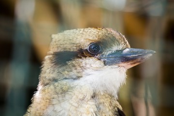 Laughing kookaburra (Dacelo novaeguineae)