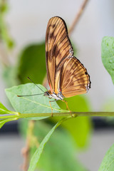 Vlindertuin De Passiflorahoeve