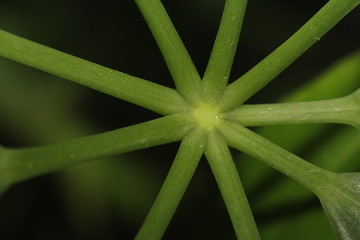 Branched leaves geometrical texture