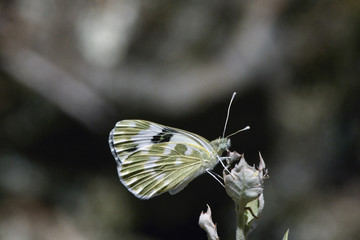 Mariposa euchloe crameri, Saiceda, Hurdes, España