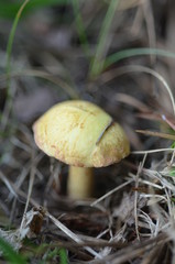 Macro Mushroom