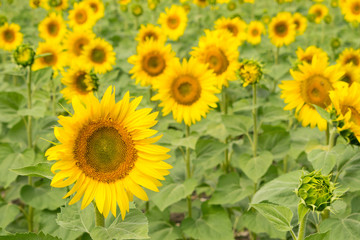 Sunflower field. Bright yellow green floral background. Growing sunflower. Selective focus