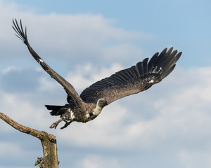 White-backed Vulture taking off (in flight) from a branch with blue cloudy sky in the background.