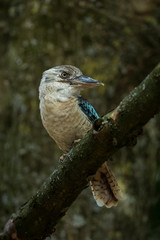 Blue winged Kookaburra perched on a branch with tree trunk in the background.
