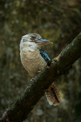 Fototapeta premium Blue winged Kookaburra perched on a branch with tree trunk in the background.