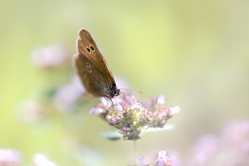 brauner waldvogel