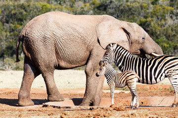 Baby Zebra and mom standing close to the drinking Elephant
