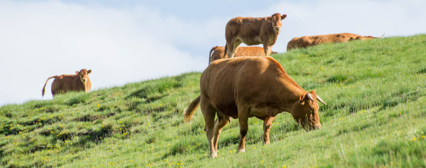 Vache vallée de l'Oule Pyrénées