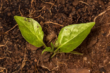 Plant sprout on the ground