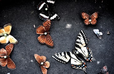 Butterflies On A Board