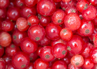 Background of ripe juicy red currant berries. Close up image.