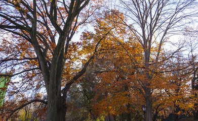 Fototapeta premium Autunno tra i parchi di New York City 
