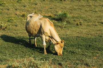 Beautiful large cow of pastel brown eat grass on a huge meadow. Warm color