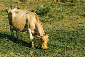 Beautiful large cow of pastel brown eat grass on a huge meadow. Warm color
