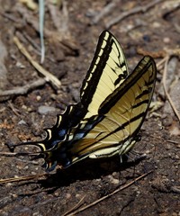 Black & Yellow