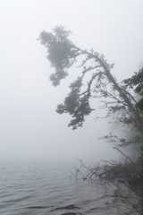 Tree branch at foggy volcano lake