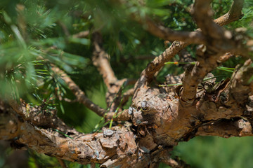 Pine branches and trunk