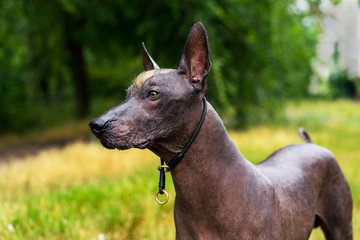 Close up portrait Mexican hairless dog (xoloitzcuintle, Xolo) on a background of green grass  in the park