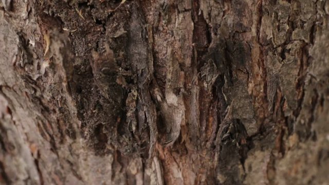 Ants creep under the bark of a tree
