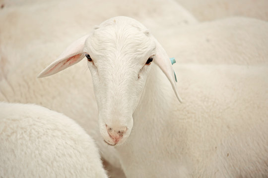 Ovino caprino oveja blanca