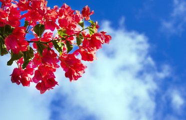a branch of pink bougainvillea flowers against the bright blue sky with white clouds