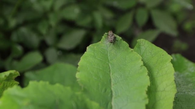 Fly Crawls on Green Leaves