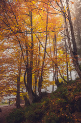 Golden forest with fog and warm light