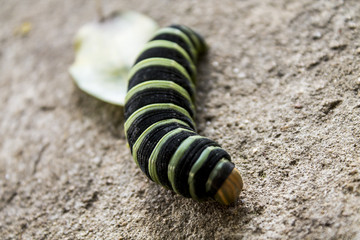 alice caterpillar 